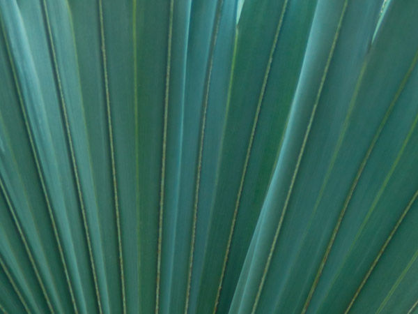 旧正月イベント